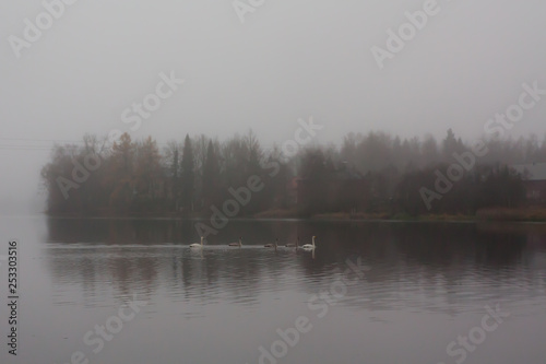 Autumn dark calm landscape on a foggy river with a white swans and trees reflection in water. Finland, river Kymijoki.