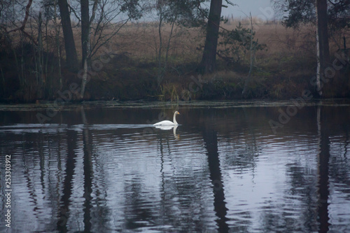 Autumn dark calm landscape on a foggy river with a single white swan and trees reflection in water. Finland  river Kymijoki.