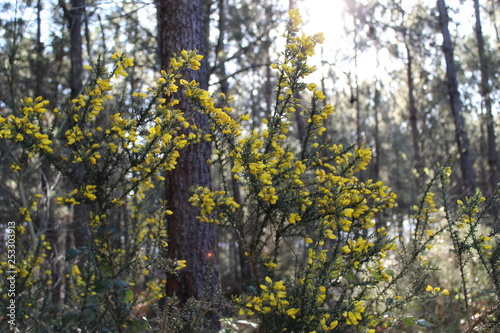 Flores de tojo