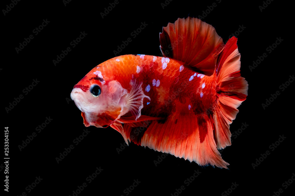Betta fish Betta fish
