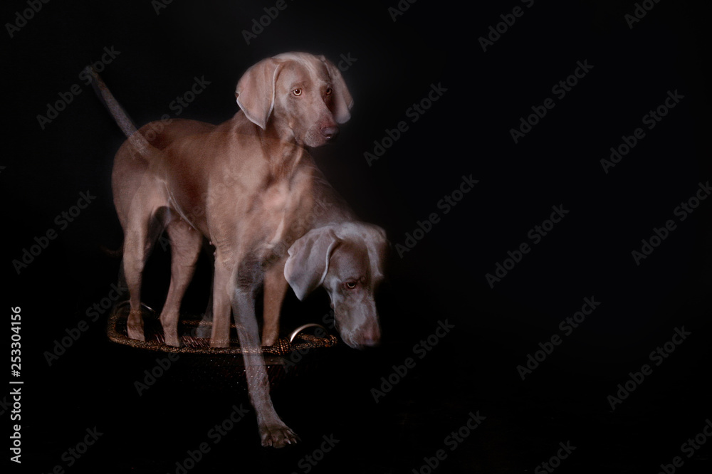 Die Seele tritt nach dem Tod aus dem Körper, ein Hund schreitet als Geist aus seinem Körper