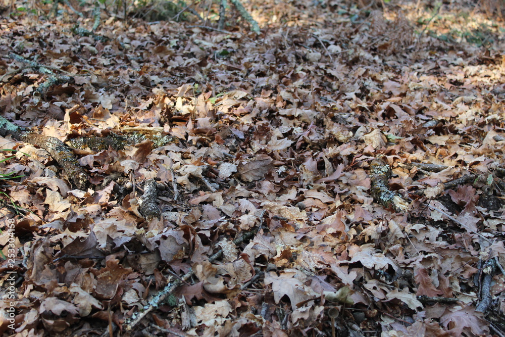 Suelo gallego lleno de hojas secas