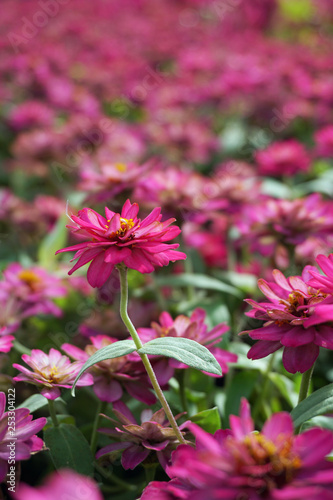 Close up small pink flowers field background