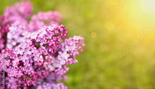 Spring forward, springtime concept - web banner, background of purple flowers © Reddogs