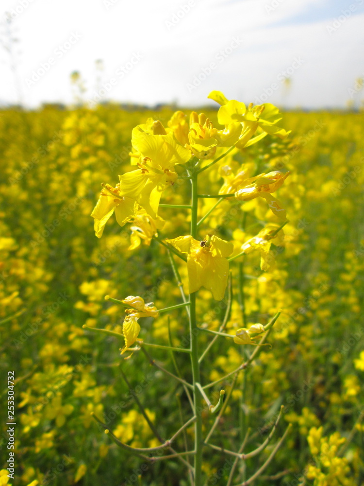 Obraz premium 菜の花