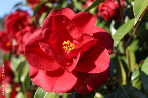 Flor roja de camelia photo