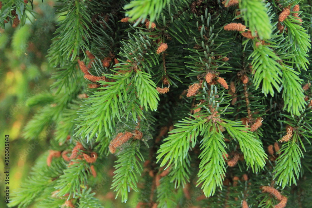 pine branch pine branch