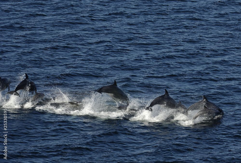 Fototapeta premium dolphin in the water