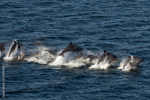 a family of dolphins