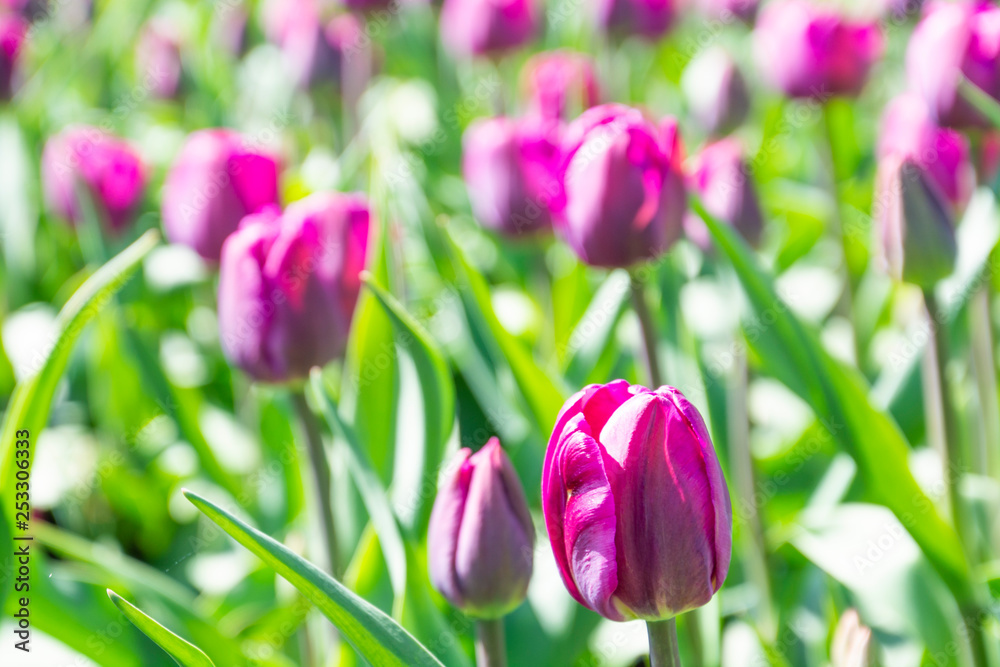 tulips in the spring garden