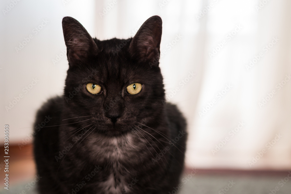Adult cat portrait