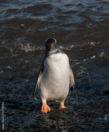  Gentoo Penguin Hannah Point  Antartica