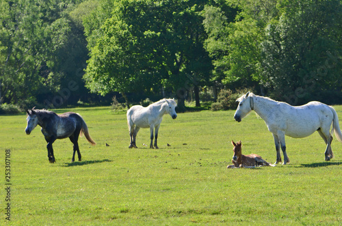 horses in the field