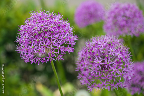 Wild violet onion flowers  genus Allium  and green grass