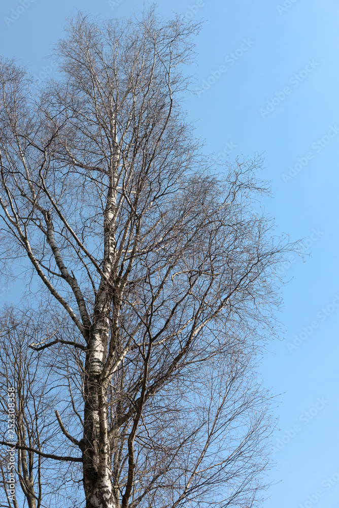 Barren trees on a sunny day in the park Barren trees on a sunny day in the park