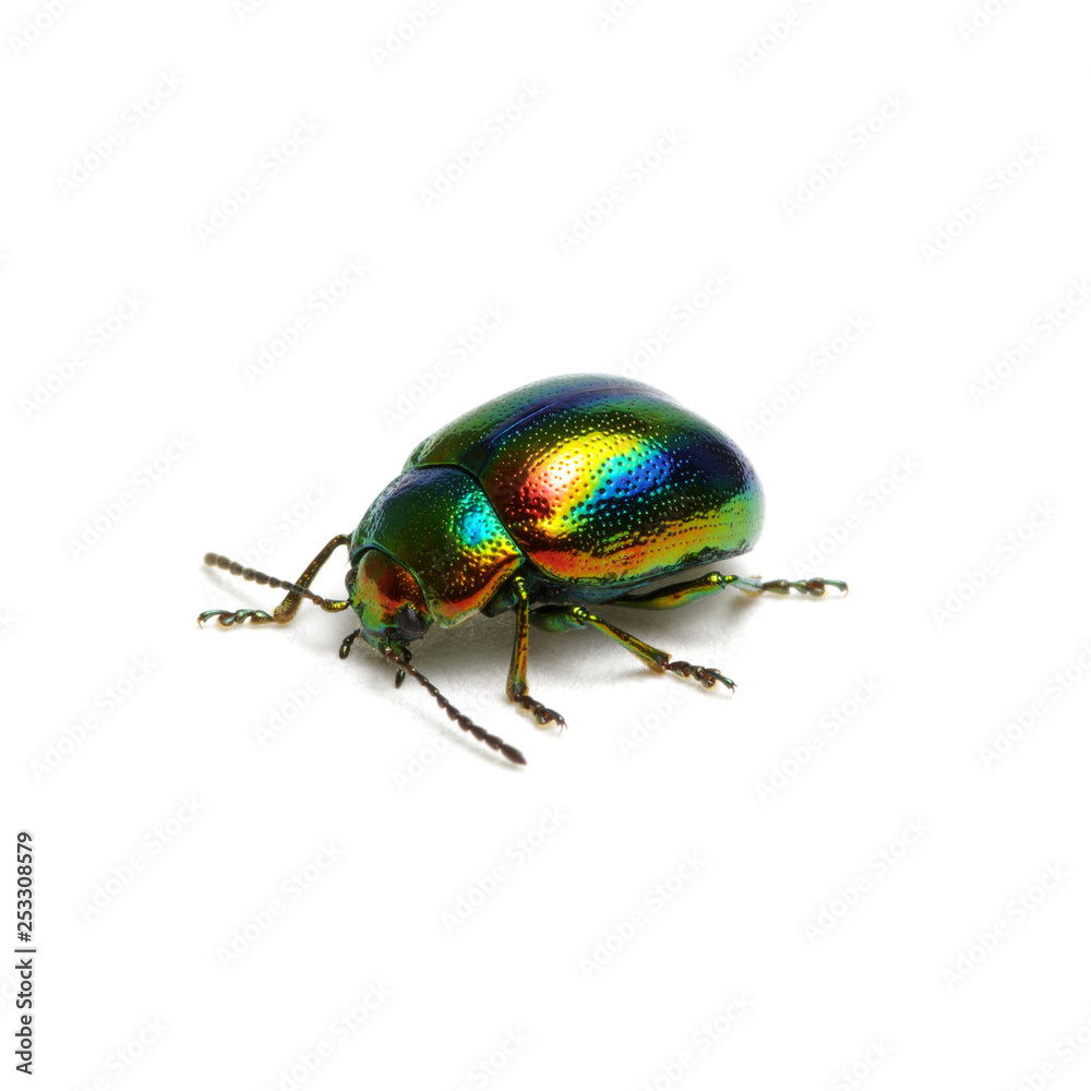 Green beetle isolated on white Green beetle isolated on white
