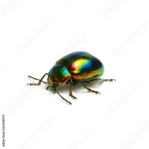 Green beetle isolated on white © Alekss