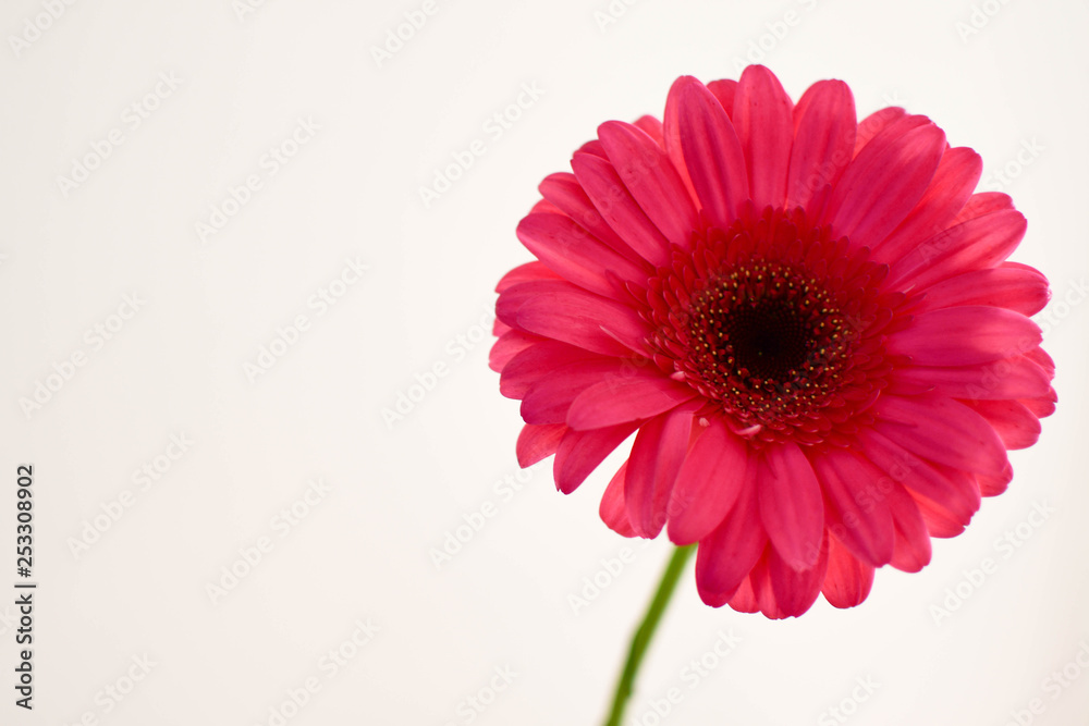 Gerbera Gerbera