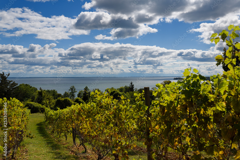 Grape vines in vineyard at County Cider Company and Estate Winery overlooking Prince Edward Bay, Lake Ontario in Prince Edward County