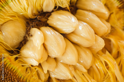 Artocarpus Odoratissimus, Terap or Tarap in local Malay language. Also called Marang in the Philippines; shot on isolated yellow background.