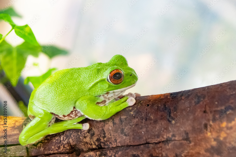 モリアオガエル 'Moriaogaeru' (scientific name; Rhacophorus arboreus) Japanese endemic frog. モリアオガエル 'Moriaogaeru' (scientific name; Rhacophorus arboreus) Japanese endemic frog.
