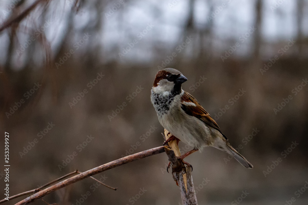 Bird Bird