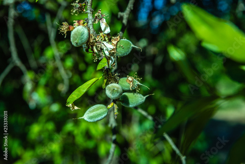 Detail of fruits growing from the almond tree with flowers in spring.