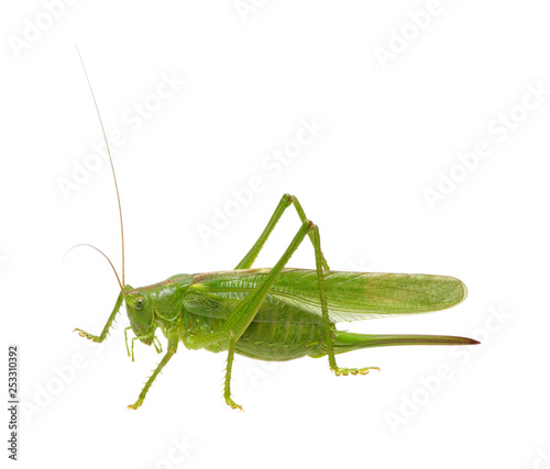 Green locust isolated on white © Alekss