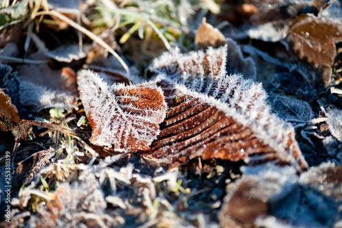 Frosty leaf