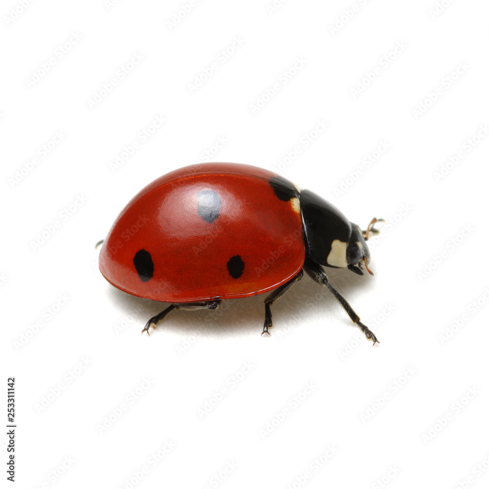 Ladybug isolated on white Ladybug isolated on white