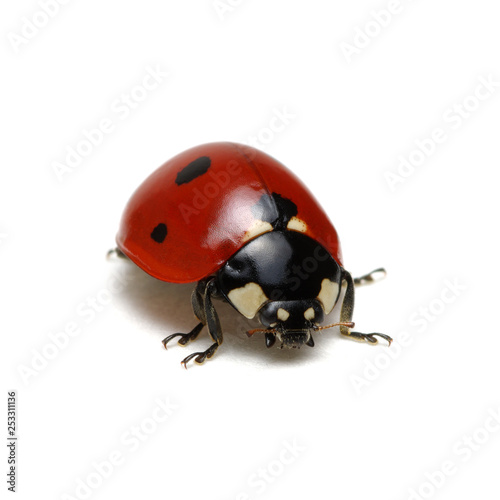 Ladybug isolated on white © Alekss