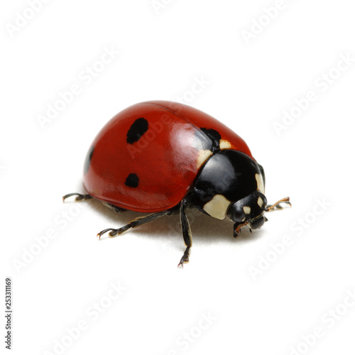 Ladybug isolated on white © Alekss