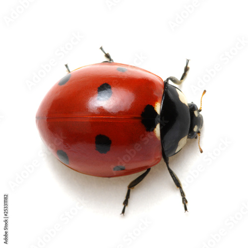Ladybug isolated on white