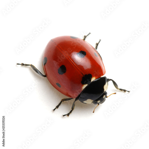 Ladybug isolated on white