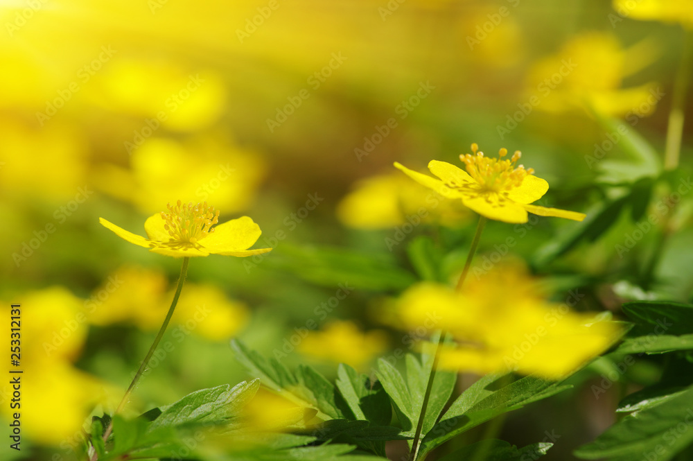 field of spring flowers field of spring flowers
