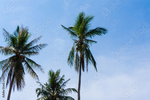 palm tree on background of blue sky