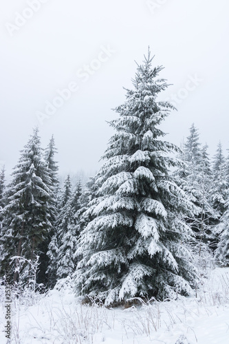 Mountain Christmas tree pine covered in snow