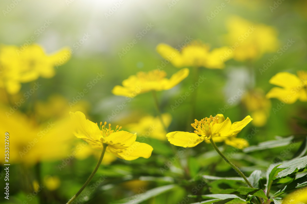 field of spring flowers field of spring flowers