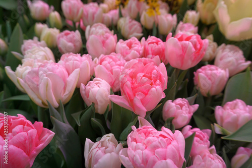 delicate pink tulips