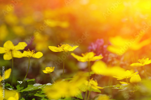 field of spring flowers © Alekss