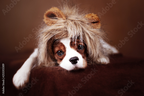 Müder Welpe als Löwe verkleidet - gefährlich © Wabi-Sabi Fotografie