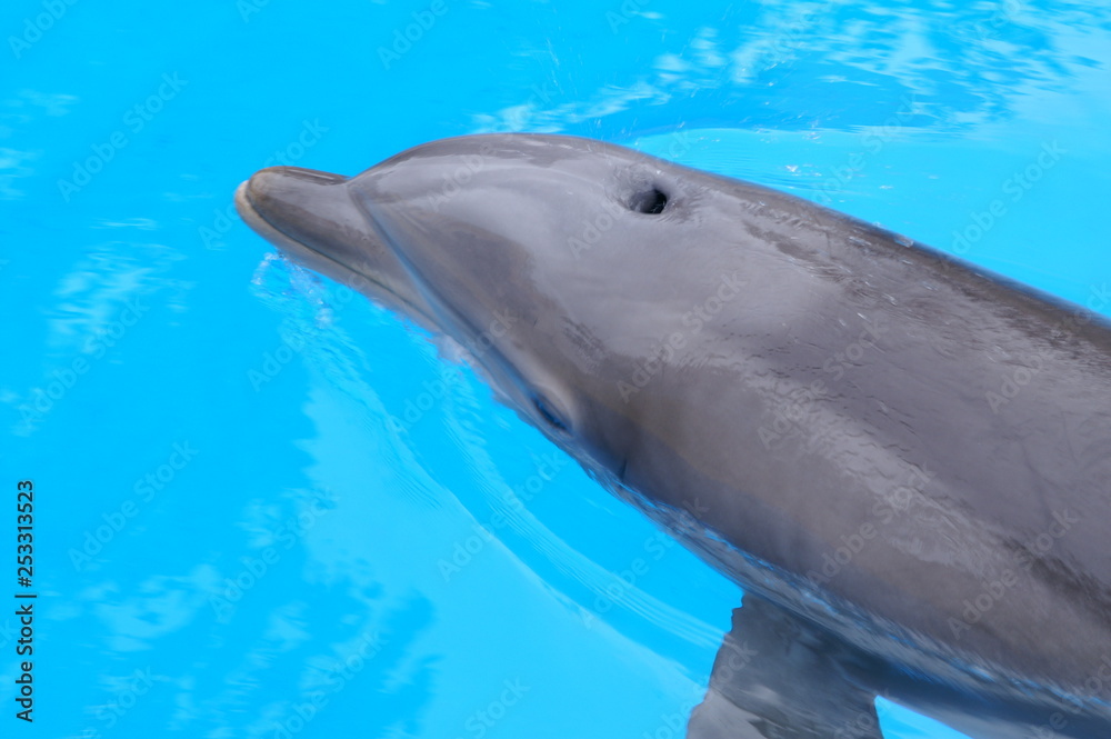 Naklejka premium Dolphins