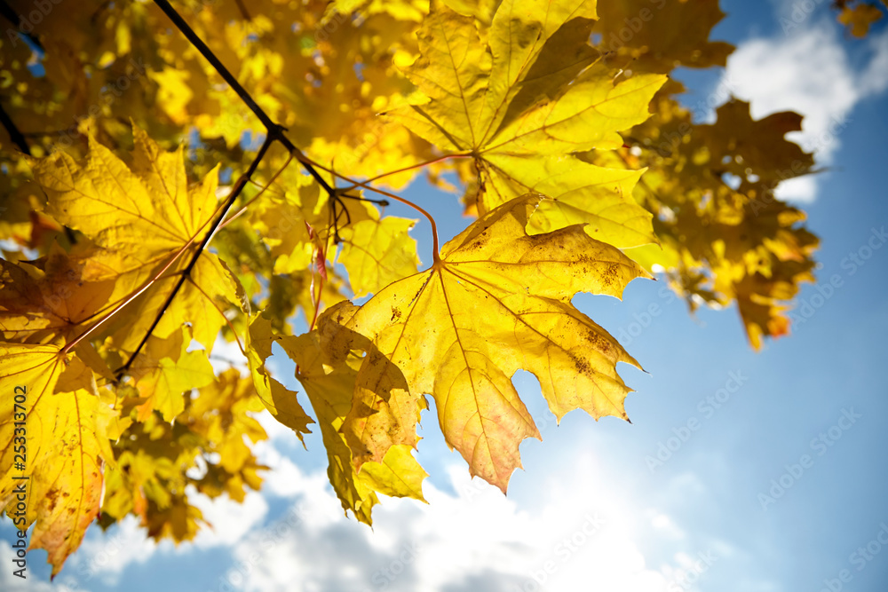 Obraz premium Autumn nature. Yellow foliage, branches of a tree with colorful maple leaves