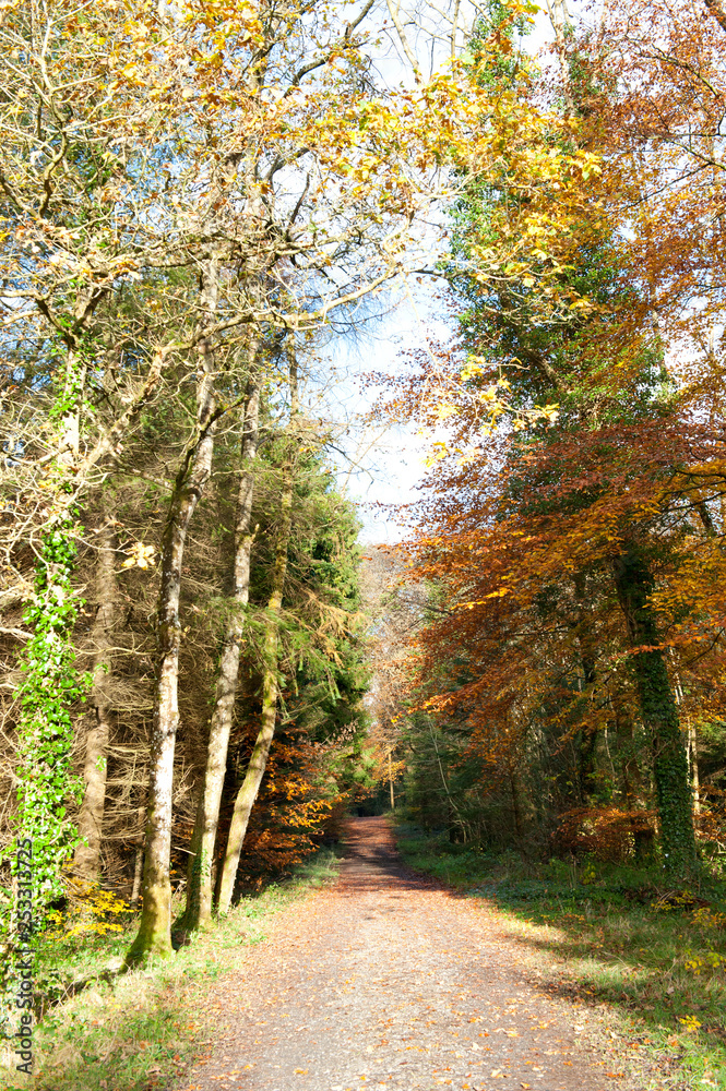 Obraz premium View on the autumn park