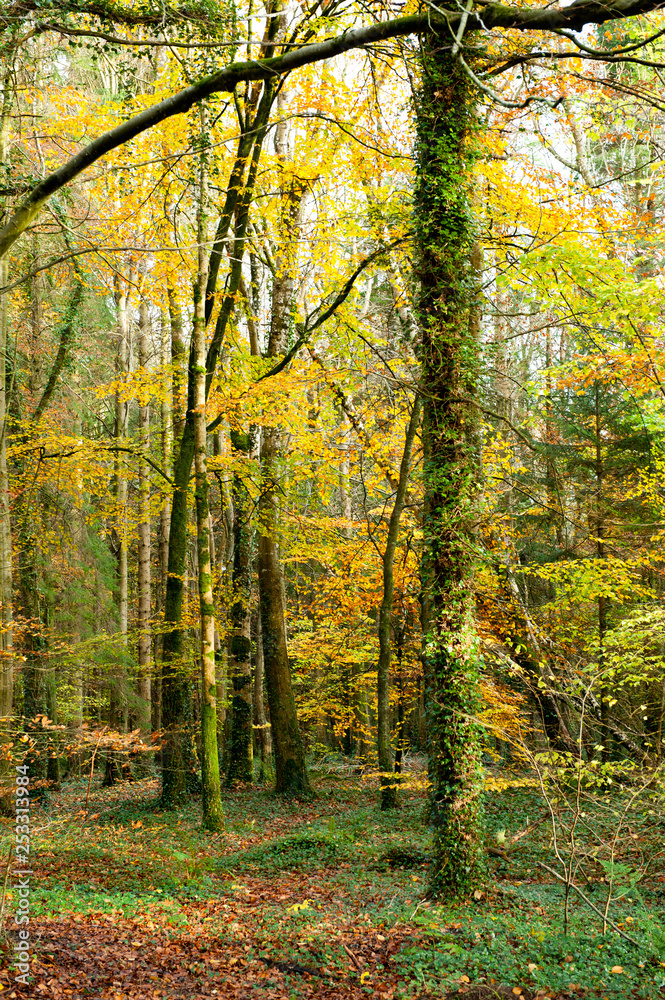 Autumn forest