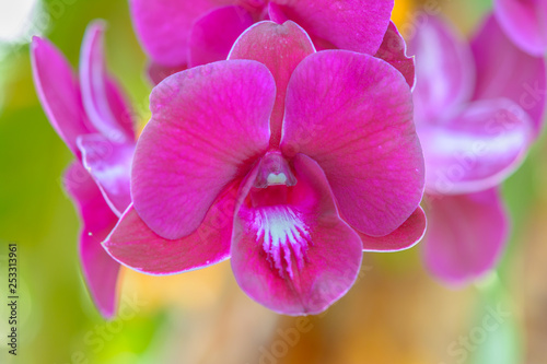 Pink orchid flower background. Natural flower background