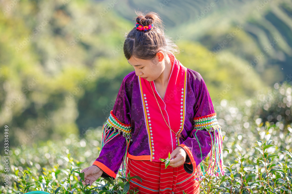 young woman asian farmer picking little green tea agricultural area on the mountain chiang rai Thailand