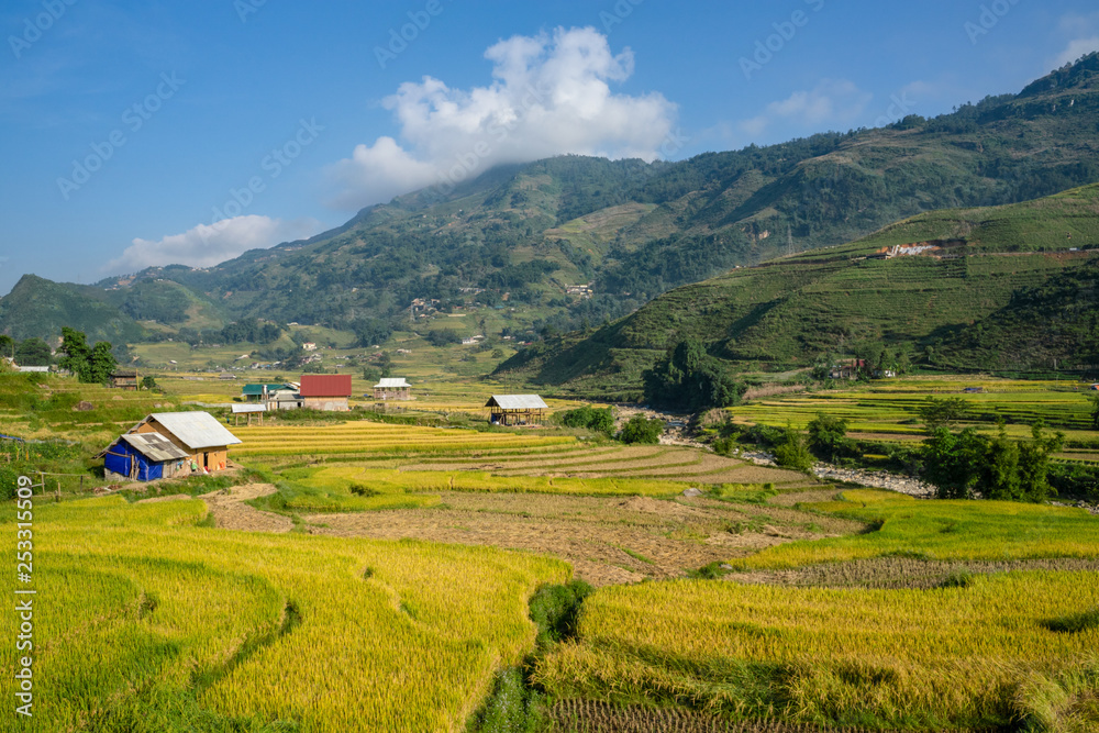 Beautiful of growing golden paddy rice field on terraced with rice terrace on hill in background at Tavan local village on harvest season, Sapa, Laocai, Northwest of Vietnam Beautiful of growing golden paddy rice field on terraced with rice terrace on hill in background at Tavan local village on harvest season, Sapa, Laocai, Northwest of Vietnam