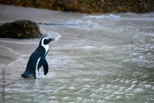 Penguin at Boulders Beach 