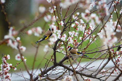 Two goldfinches on apricot blossoms